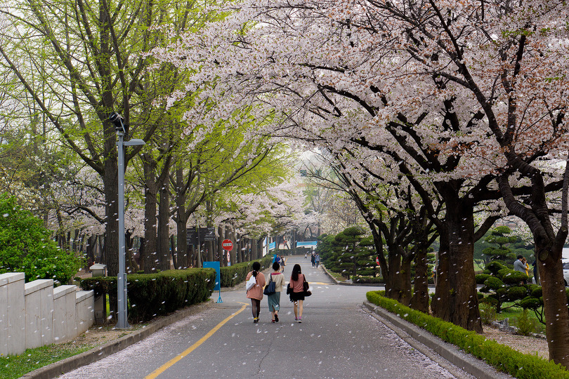 Korean Government Scholarship